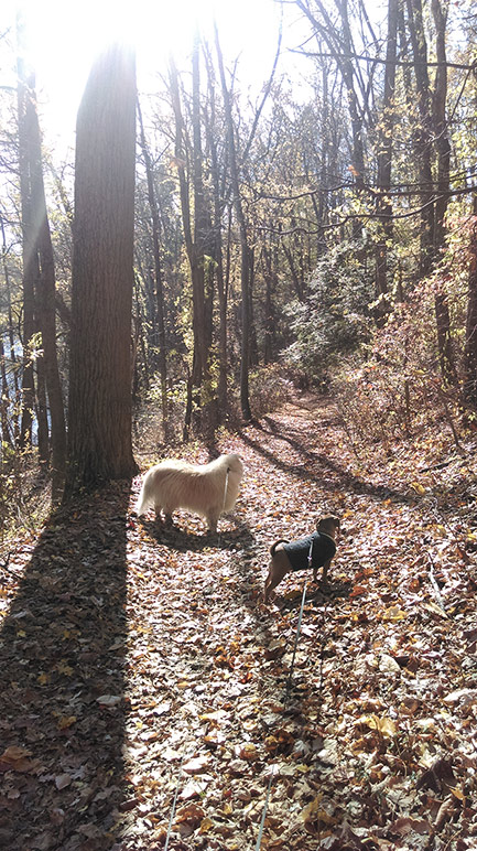 Our Dogs, Hugo & Mae-Mae