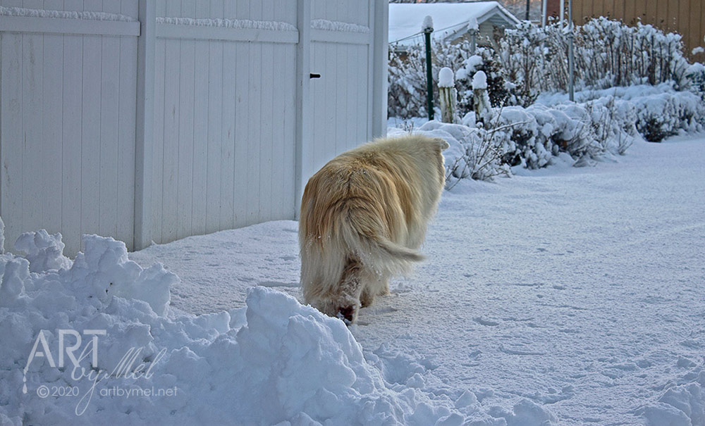 Hugo - Our Great Pyr