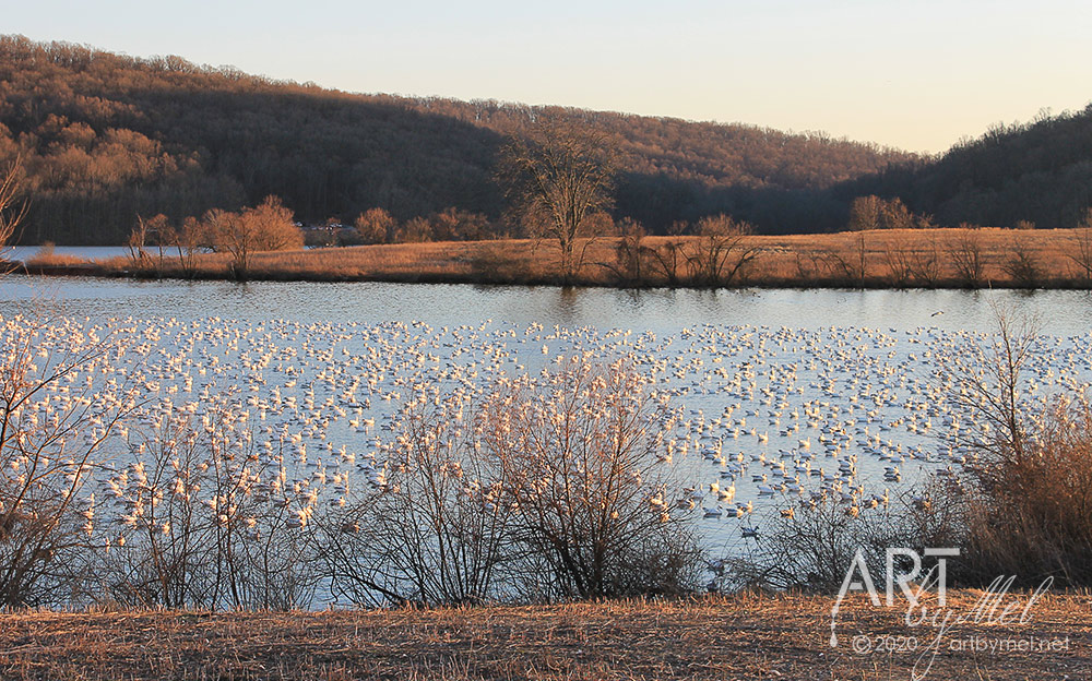 snow geese